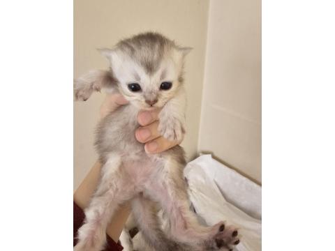 Scottish Fold Ve Straight Kediler