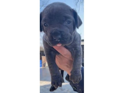 Yavru Cane Corso Almak İsteyenler İletişime Geçsin