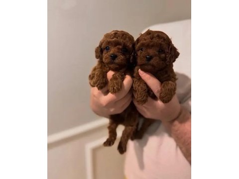 Irk Ve Sağlık Garantili Poodle Bebekler