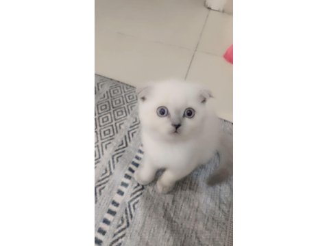 Scottish Fold Blue Point