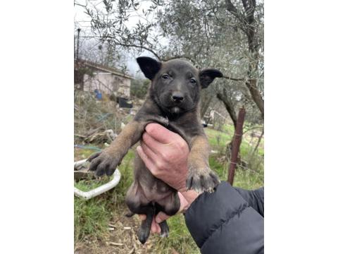 Üst Düzey Belçika Kurdu Yavruları