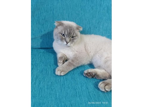 Scottish Irk Evcil Kedimiz