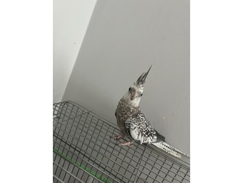 Ele Alışık Sultan Papağanımız Rıfkı