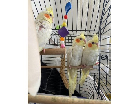 Yavru Sultan Papağanı 2 Aylık