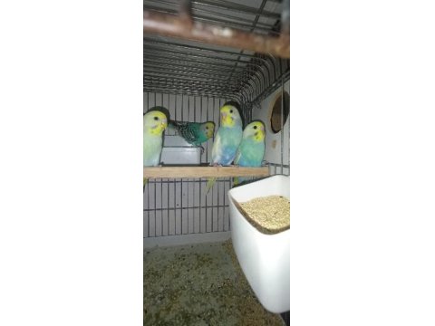 Rainbow, Japones, Albino Muhabbet Kuşu Yavrular