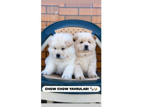 Ayı Surat Chow Chow Yavruları