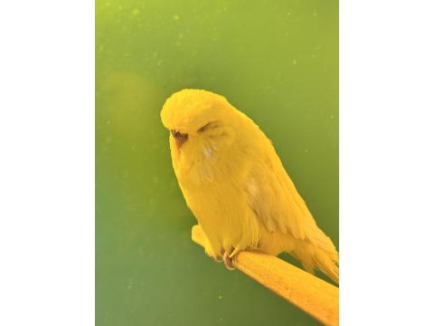 Jumbo Muhabbet Kuşu Çifti