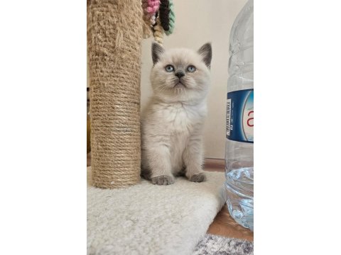 Safkan Show Kalite British Shorthair Dişi