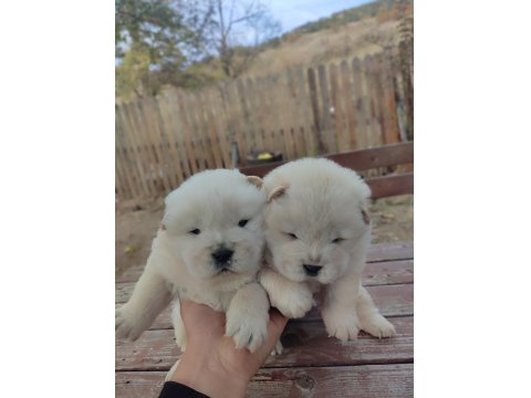 Chow Chow Yavru Köpekler