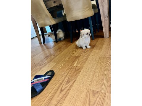 Zıpır Pekinez Kardeşler