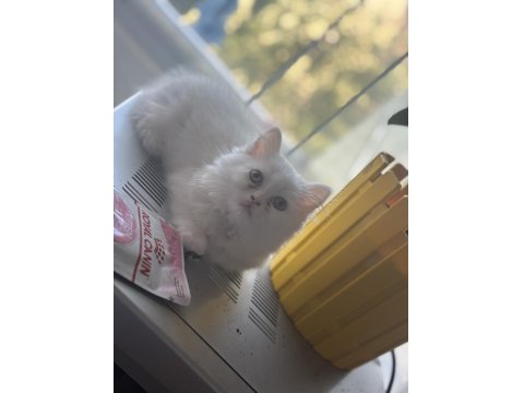 3 Aylık Yavru British Longhair Kediler