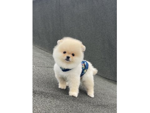 Ayı Surat Pomeranian Boo Yavrular