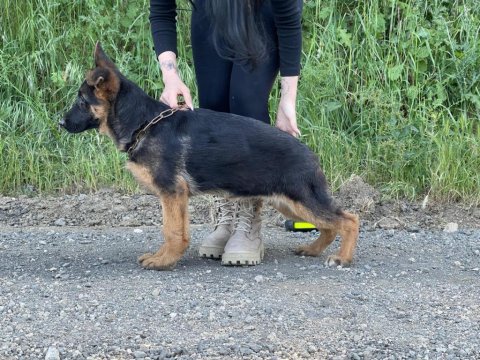 Şecereli Üst Düzey Kalitede Erkek Ve Dişi Alman Kurdu Yavruları