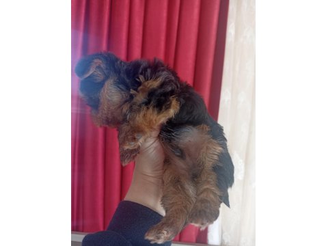 2 Aylık Erkek Yorkshire Bebeğimiz Yeni Sahibini Arıyor