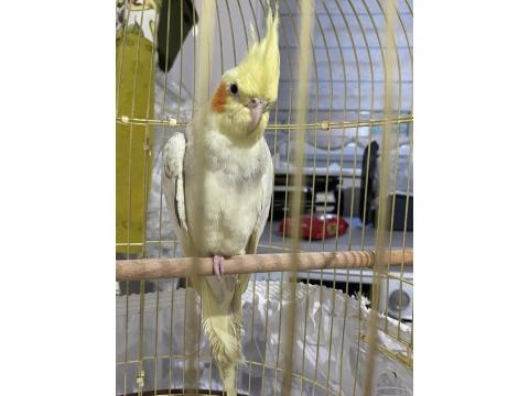 Sultan Papağanı 6 Aylık