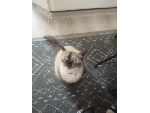 Sahiplendirilecek Kedimiz