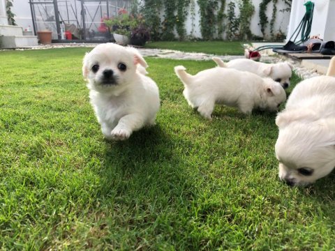 Sevimli Ve Eğitimli Chihuahua Yavrular