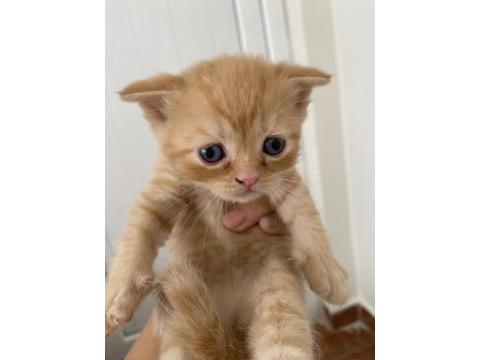 Yavru Lokum Gibi Kediler