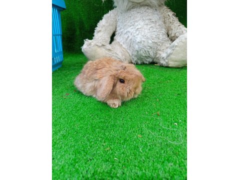 Hollanda Teddy Lop Tavşan Yavrularımız