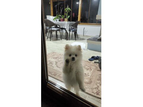 6 Aylık Tuvalet Eğitimli Acil Pomeranian