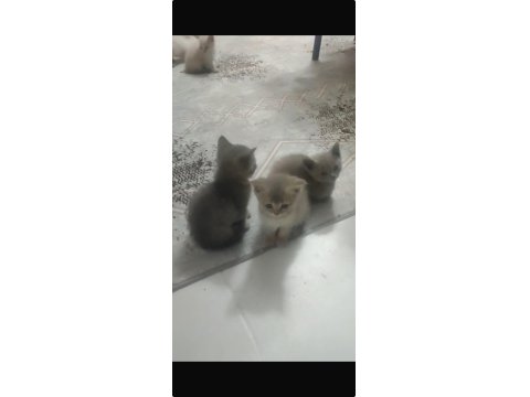 Sahiplendirilecek British Shorthair Kedimiz