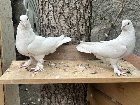 Tek, Toplu Veya Takım Güvercinler