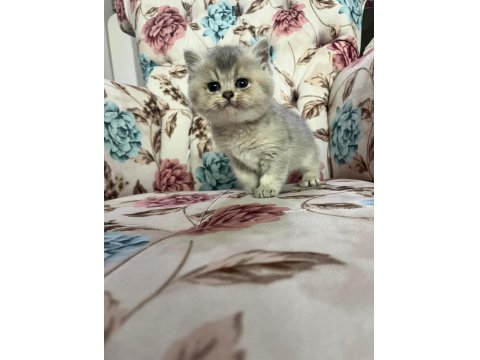 Silver Cream British Shorthair