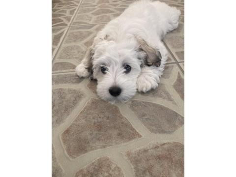 3 Aylık Dişi Maltipoo Yavrumuz Yeni Yuvasını Arıyor