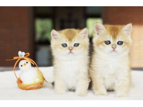 British Shorthair Golden Yavrular