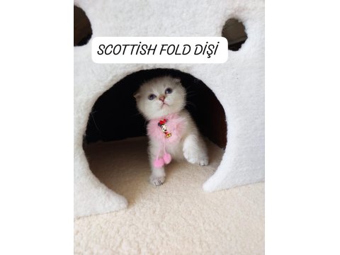 Scottish Fold Prenses Hazır
