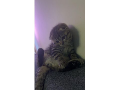 Scottish Fold Erkek