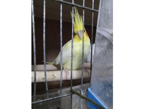 Satılık Sultan Papağanı İster Tek İster Çift