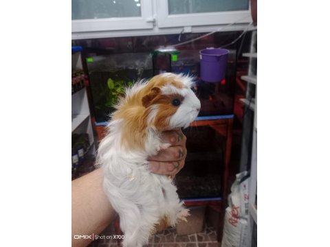 Prehistoricpets Garantisi İle Guinea Pig