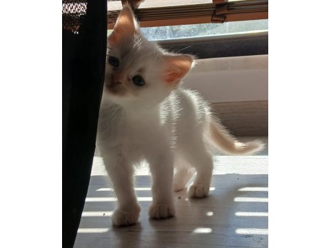 İki Aylik Gold Beyaz Erkek Kedimiz