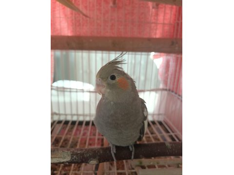 Sevimli Sultan Papağanı Yavrular