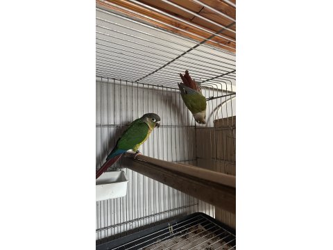 Yeni Eşleme Konur Papağanı Takım