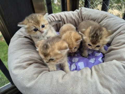 British Shorthair Golden Bebekler 40 Günlük