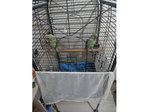 Erkek Dişi Alexander Papağanı