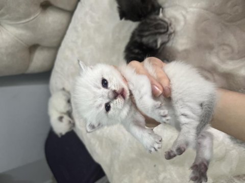 6 Adet British Shorthair Blue Point Yavru
