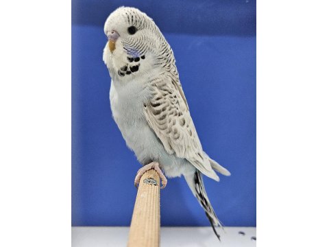 Yeni Yeme Düşen Jumbo Muhabbet Kuşu Bebekler