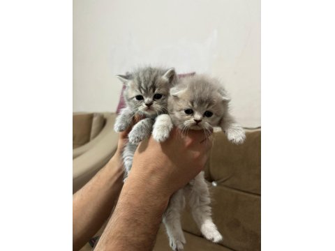 2 Aylık Bebek Kedilerimiz