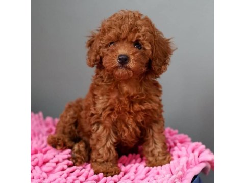 Mükemmel Toy Poodle Yavruları