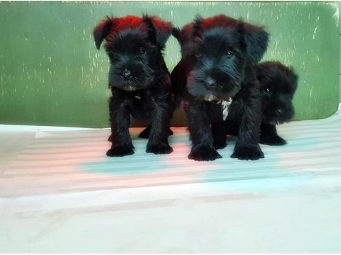 Minyatür Schnauzer Yavru