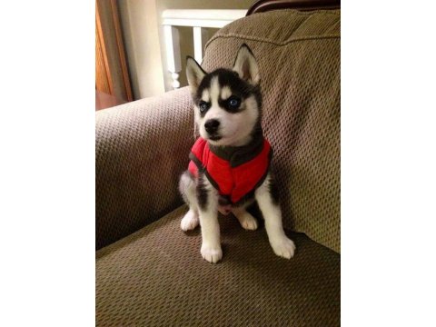 Sağlık Ve Irk Garantili Husky