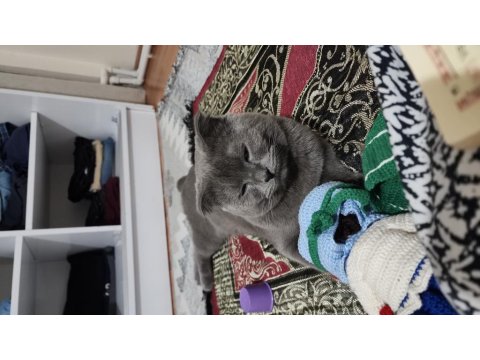 Scottish Fold Kedimizi Sahiplendirmek İstiyorum