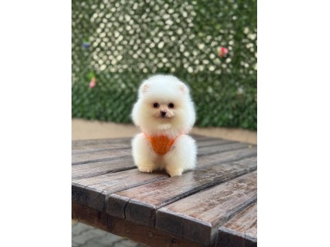 Gülen Yüz Pomeranian Yavrular