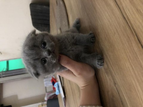 Ayı Surat Scottish Fold Kızlarım