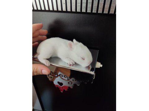 Hollanda Cüce Tavşan Yavruları