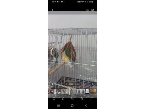 Acil Yumurtalı Cennet Papağanı