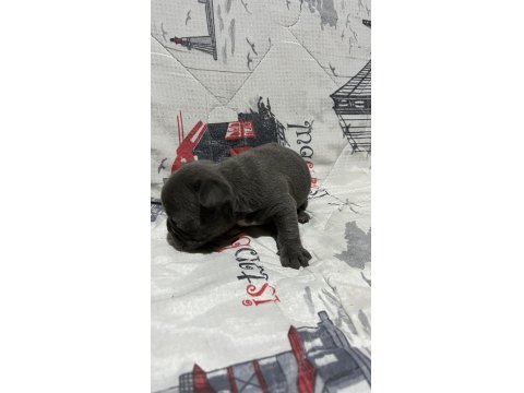 Harika Fransız Bulldog Bebekler